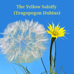 yellow salsify