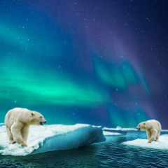 Life: polar bears
